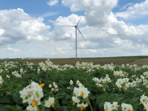 Le Haut Plateau, AMO services for 30MW project in Somme department.
